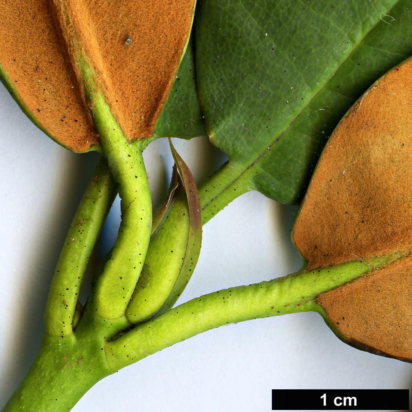High resolution image: Family: Ericaceae - Genus: Rhododendron - Taxon: campanulatum - SpeciesSub: subsp. aeruginosum